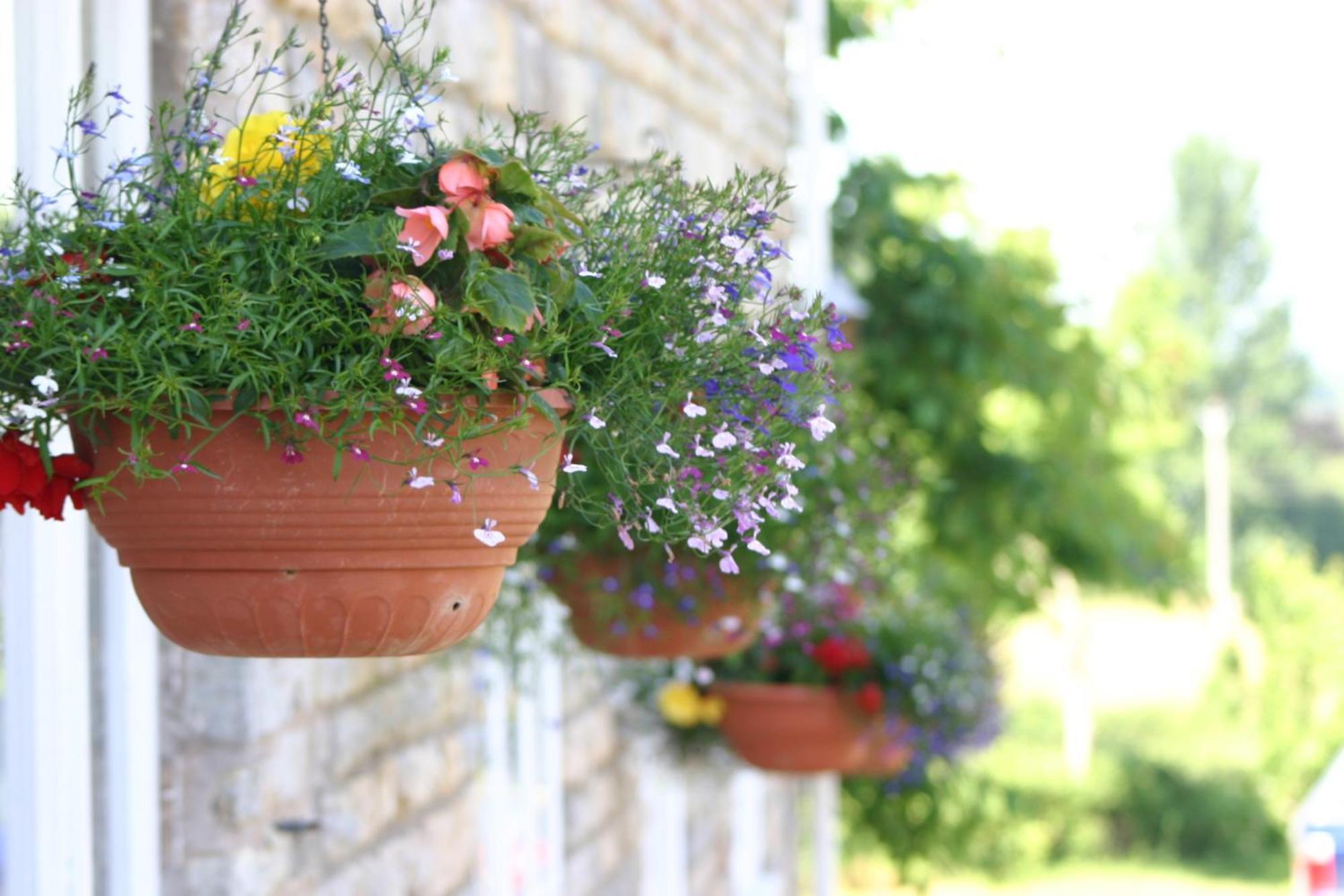 Hotel Crossways Wells Exterior foto Flower pots